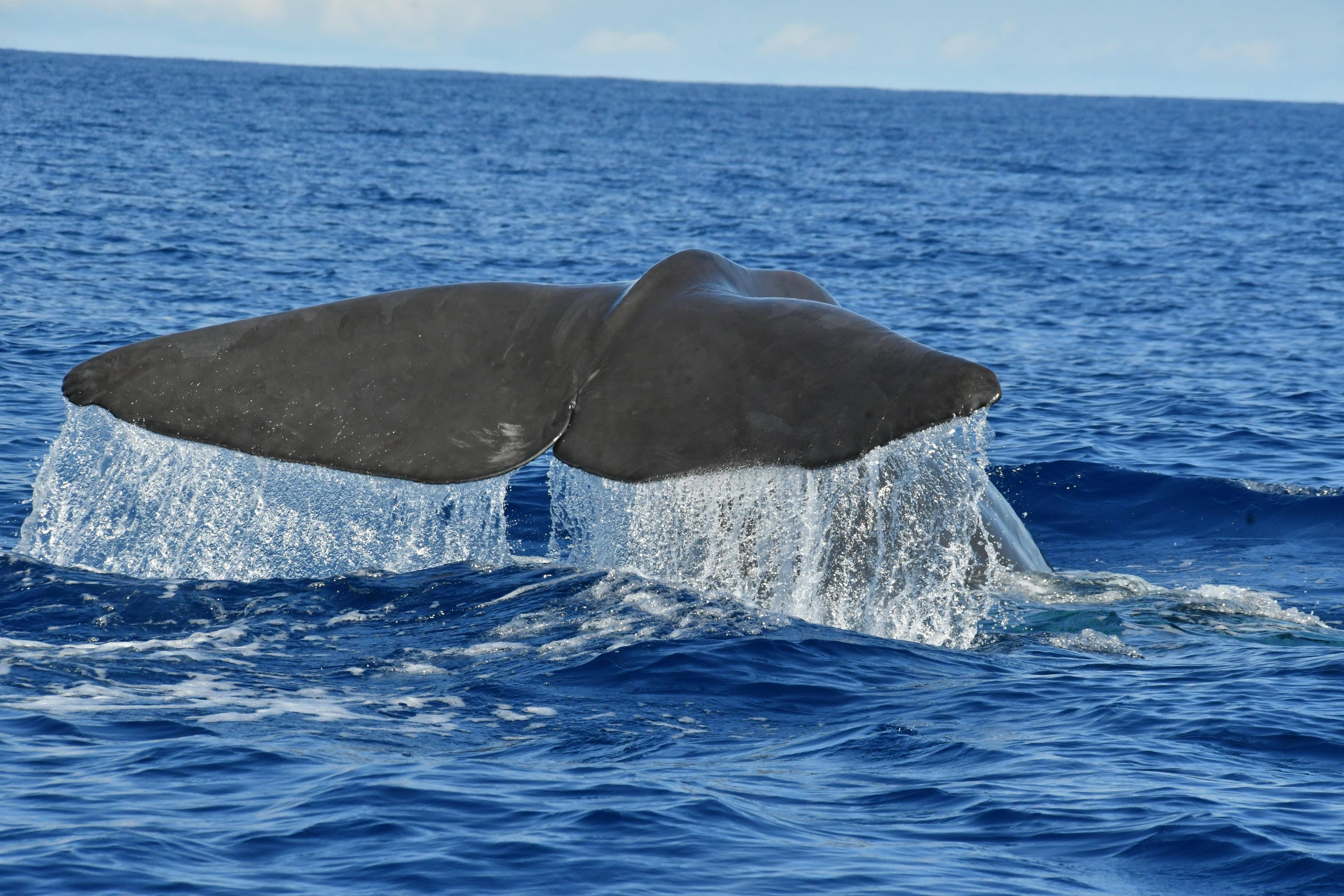 Stenella Speedboat Dolphin Watching Cruise (from the West)