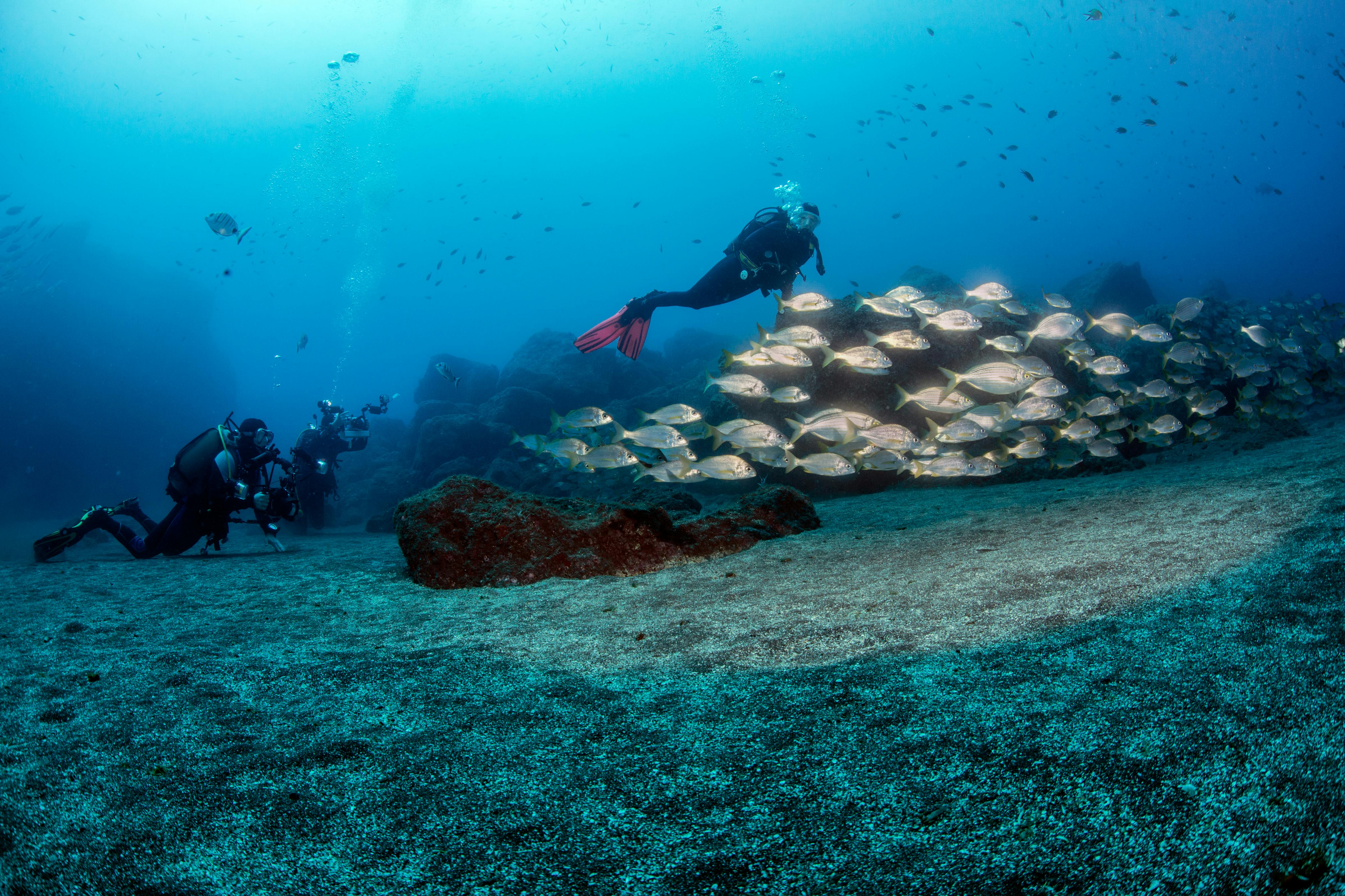 Beginner Dive Course