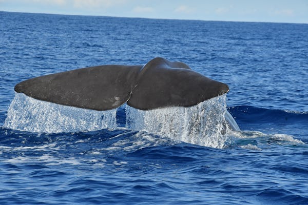 Ribeira Brava Delfin-und Walbeobachtung vom Westen Ticket