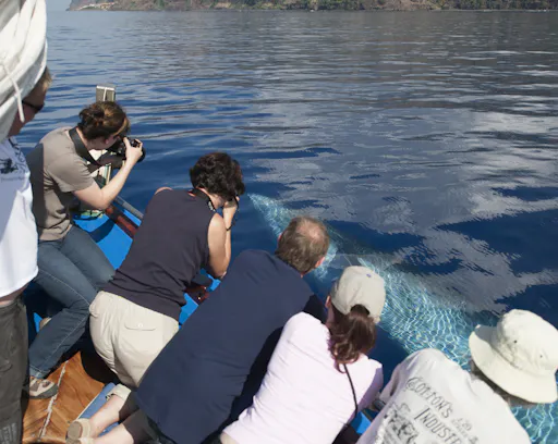 Ribeira Brava Dolphin and Whale Watching Cruise