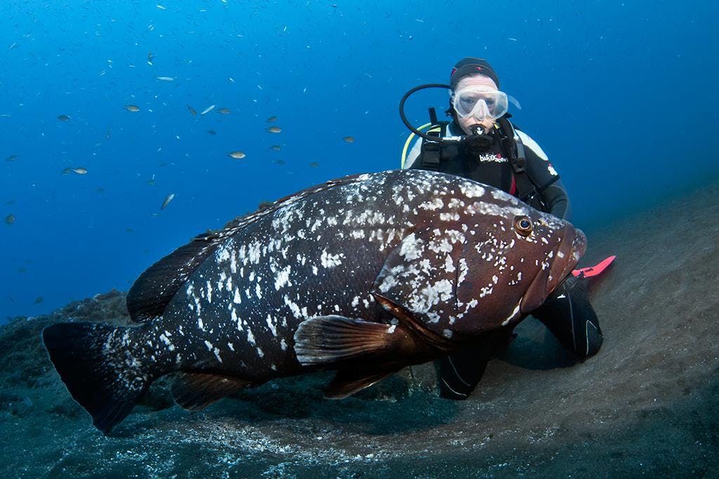 Beginner Dive Course