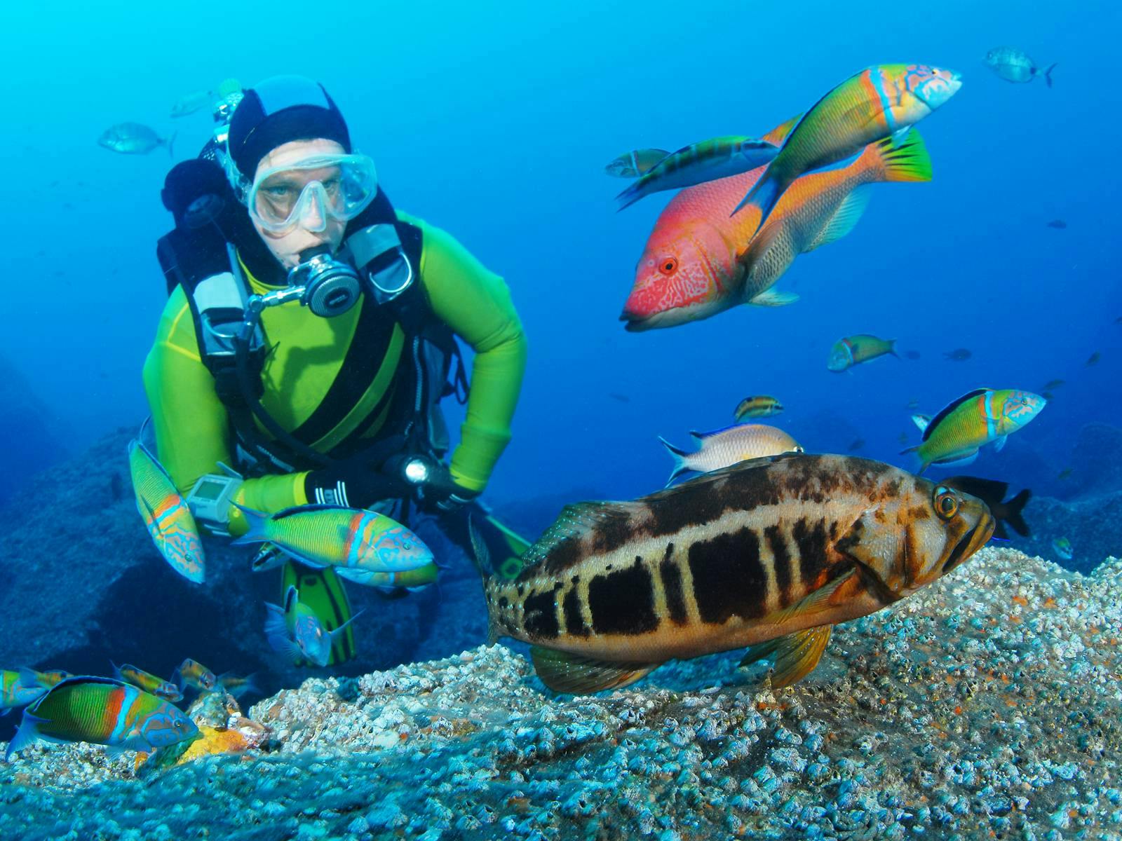 Discover Scuba Diving 2.5h