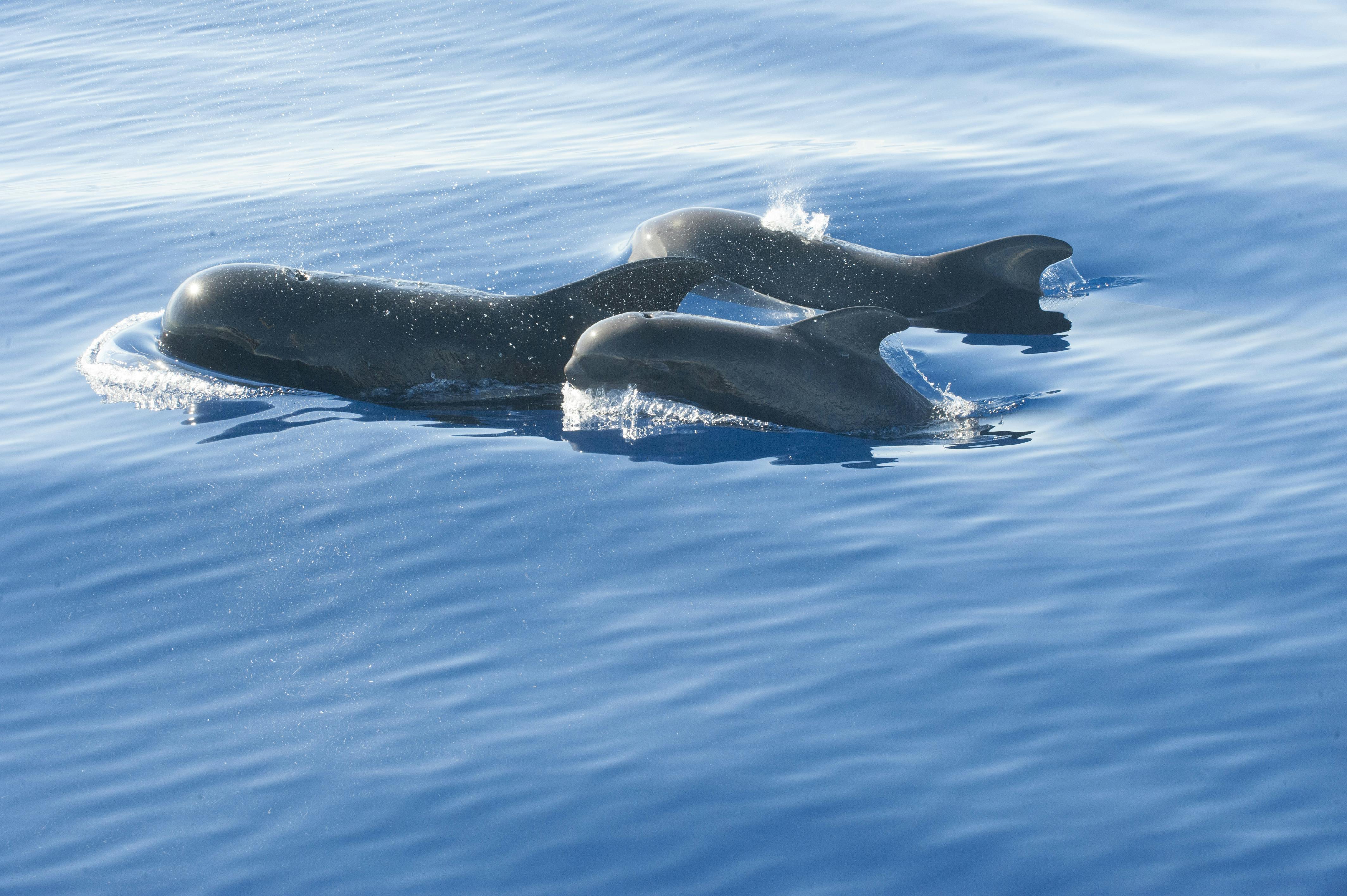 Billet d'observation des dauphins avec le hors-bord Stenella - au départ de l'Ouest