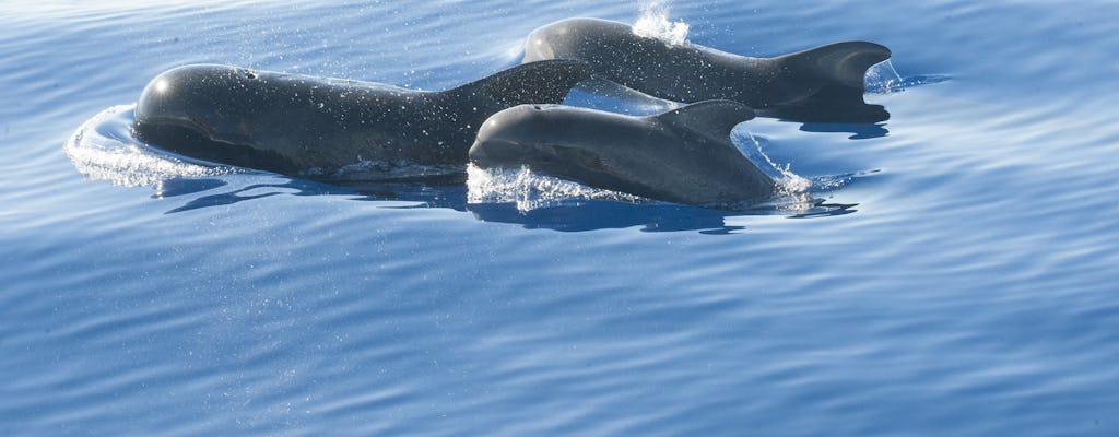 Billet d'observation des dauphins avec le hors-bord Stenella - au départ de l'Ouest