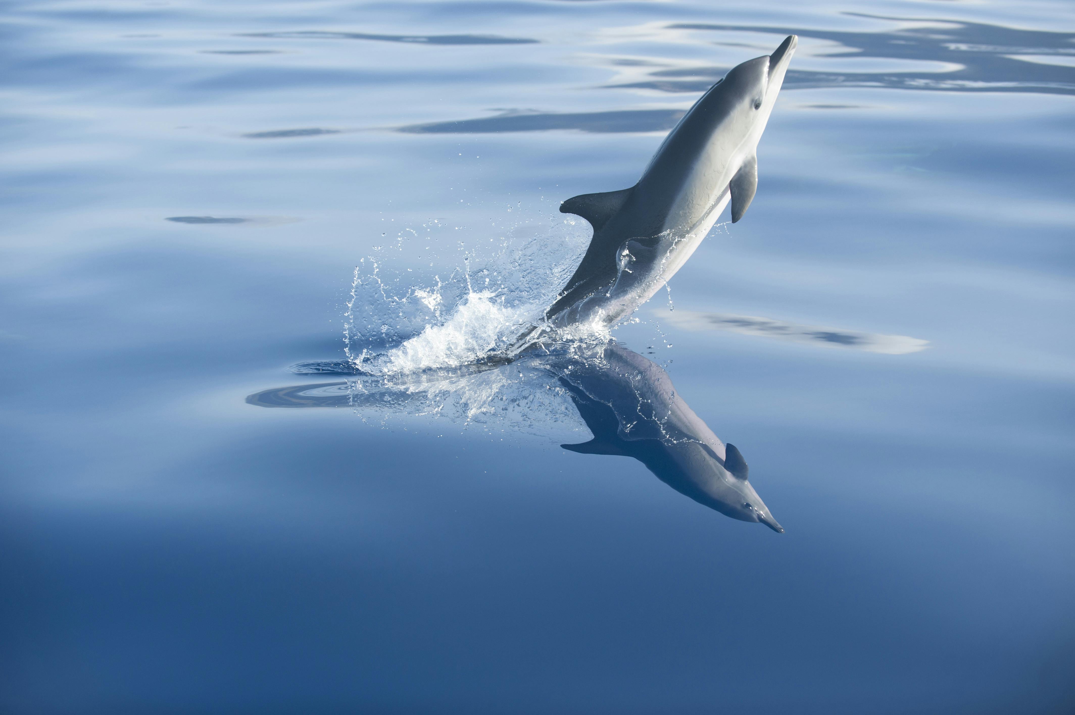 Stenella Speedboat Dolphin Watching Cruise (from the West)