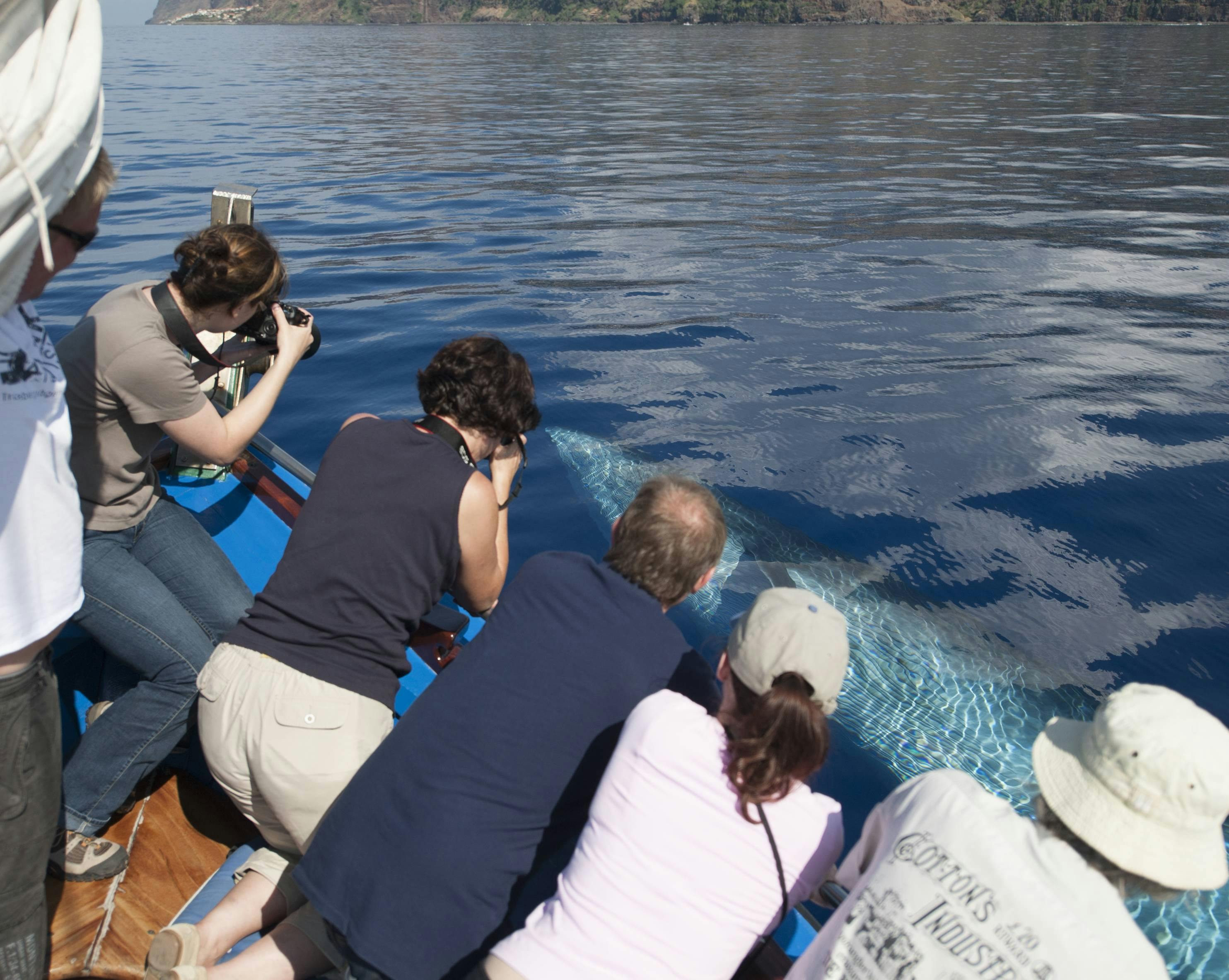 Stenella Speedboat Dolphin Watching Cruise (from the West)