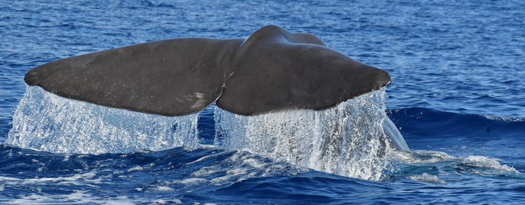 Obserwowanie delfinów i wielorybów z zachodu wyspy – rejs łodzią Ribeira Brava