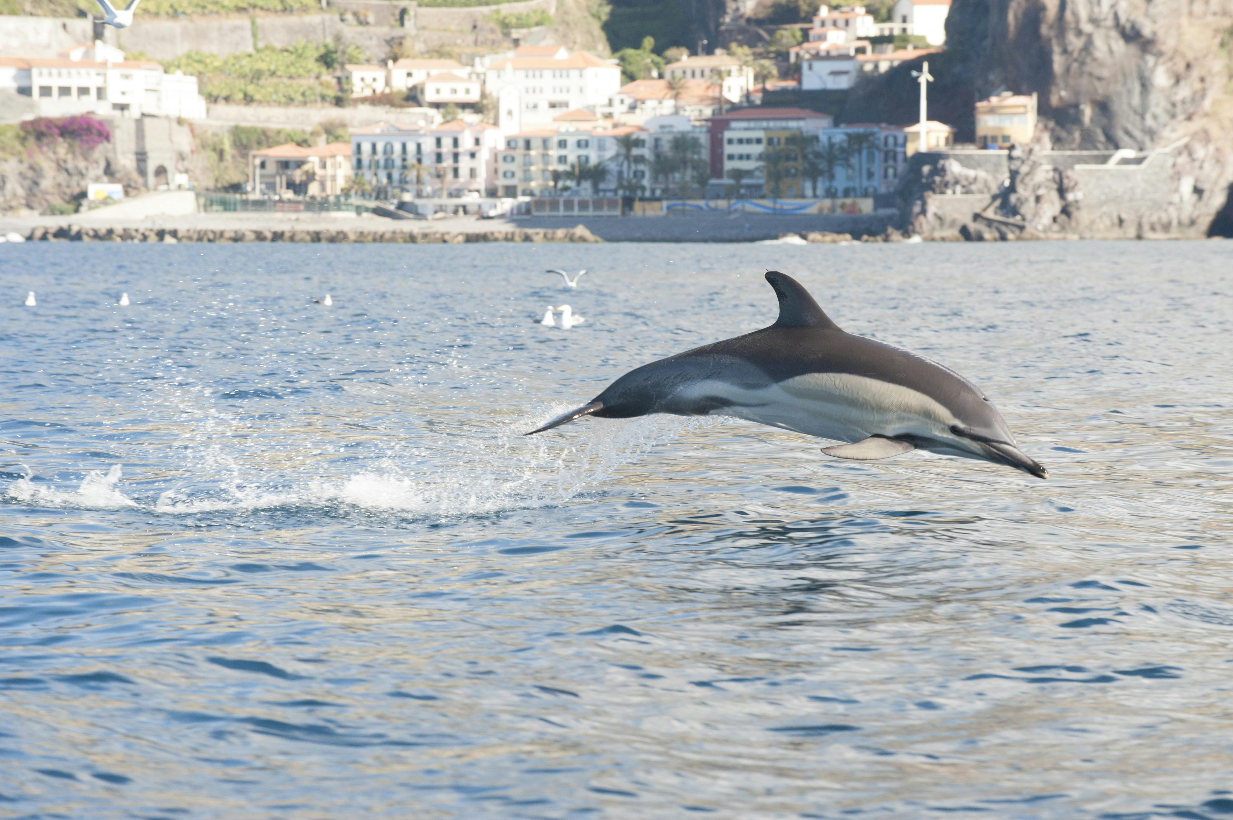 Ribeira Brava Dolphin and Whale Watching Cruise