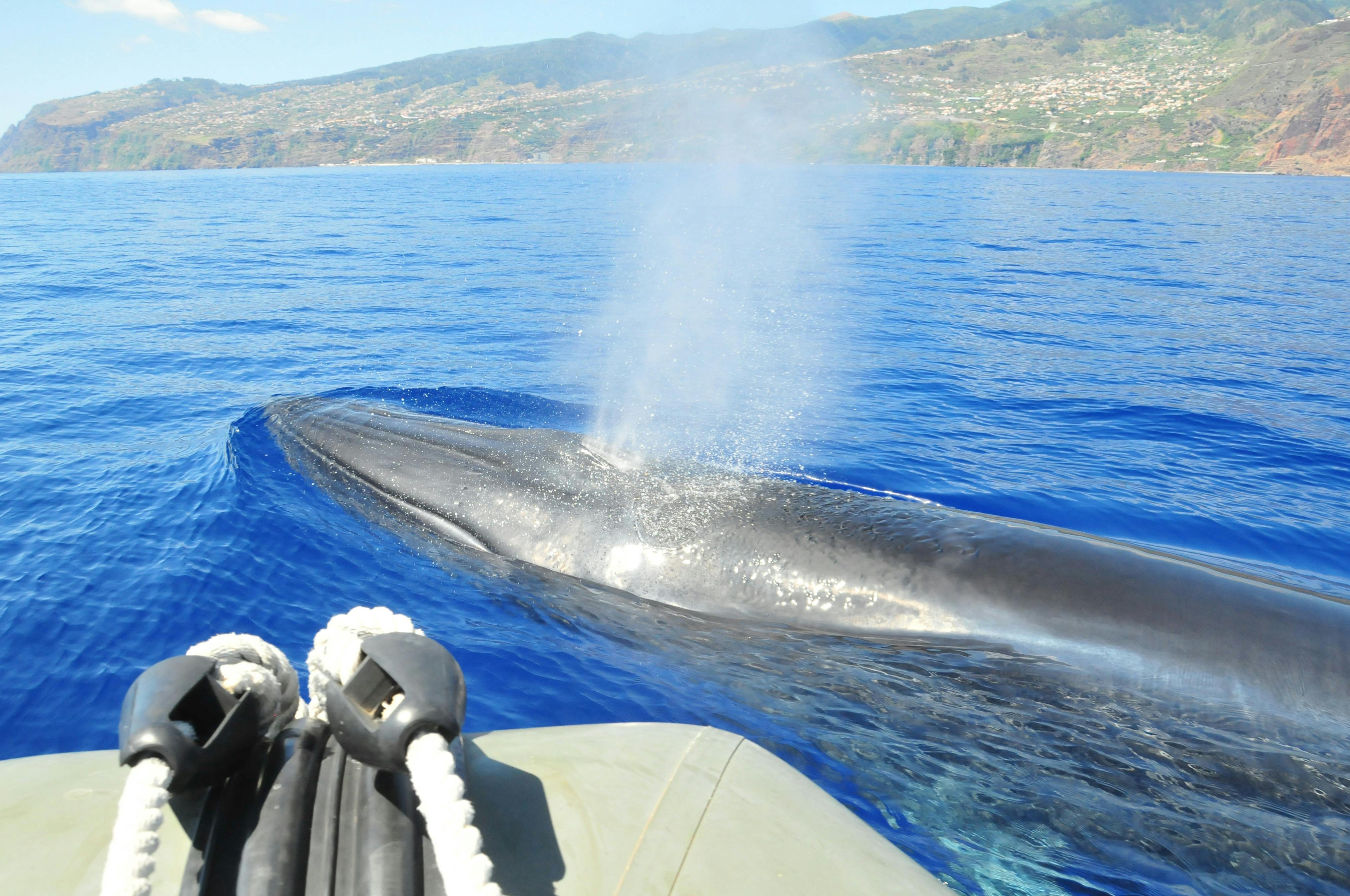 Ribeira Brava Dolphin and Whale Watching Cruise