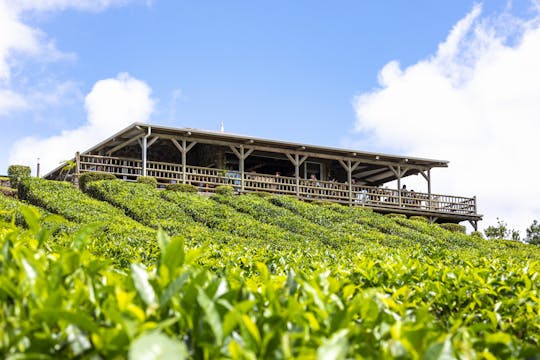 Mauritius på rundtur med Bois Chéri-fabrikken og teplantage