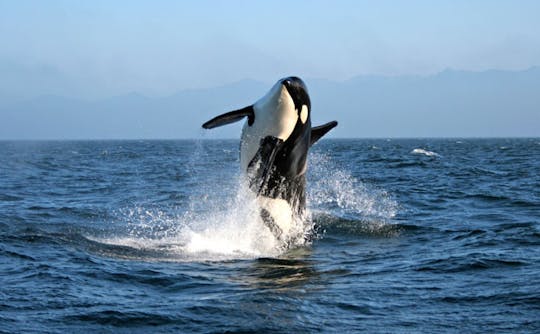 Marine wildlife tour per zodiac vaartuig uit Victoria