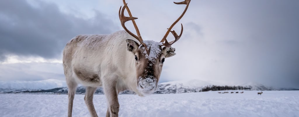 A Sami Village e a experiência das renas