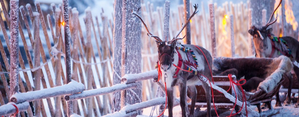 Arctic reindeer sledding tour