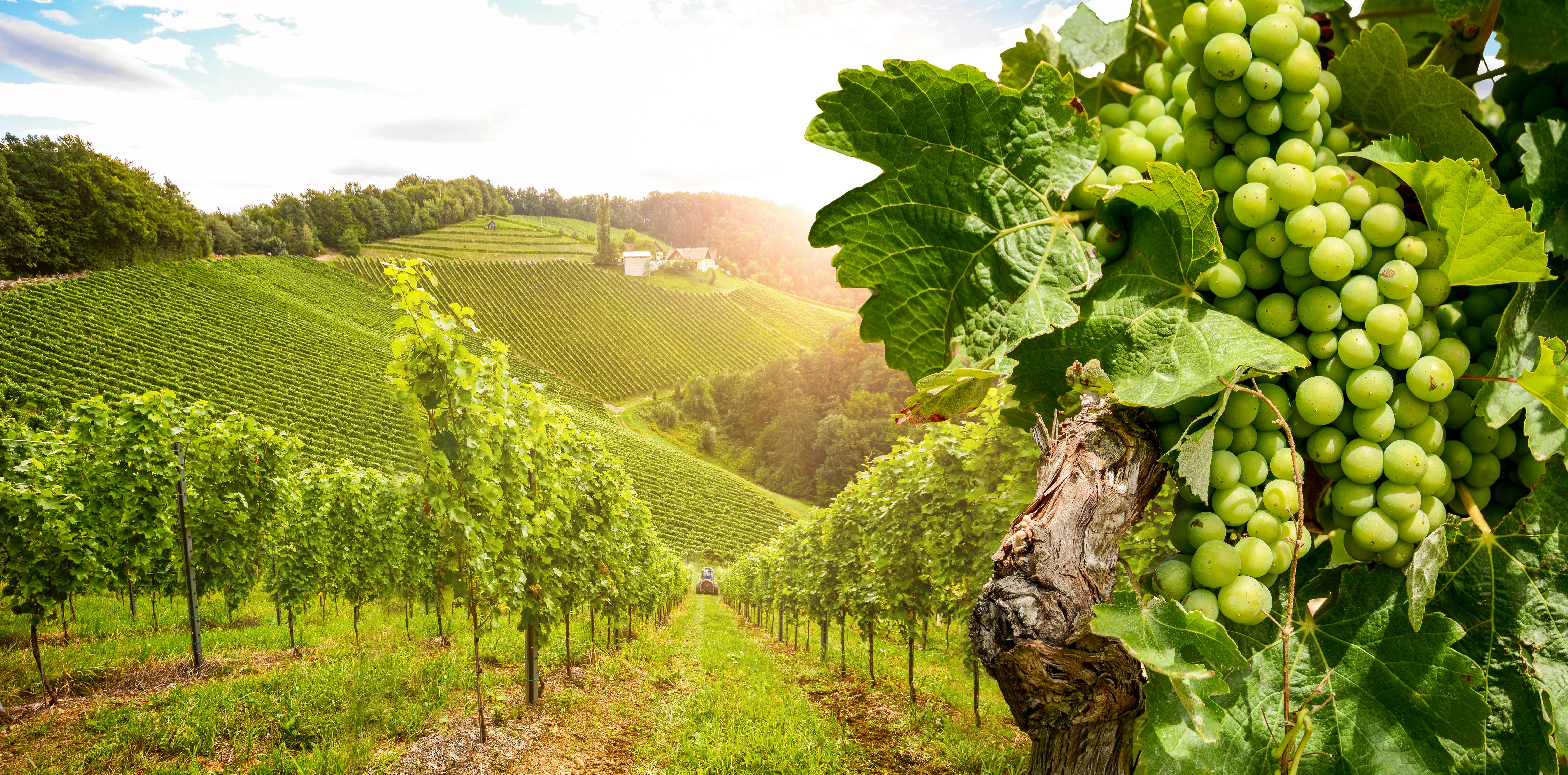 Excursão de um dia na Borgonha com degustação de 12 vinhos em vinícolas locais