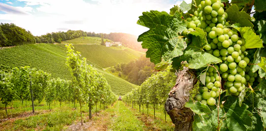 Day Tour in Burgundy with 14 Wines Tasting at Local Wineries
