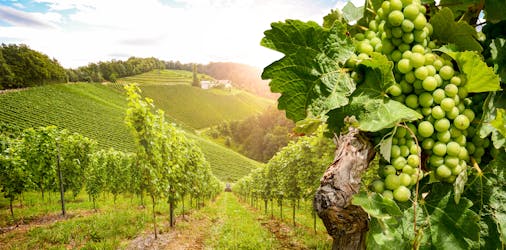 Tour di un giorno in Borgogna con degustazione di 10 vini presso cantine locali