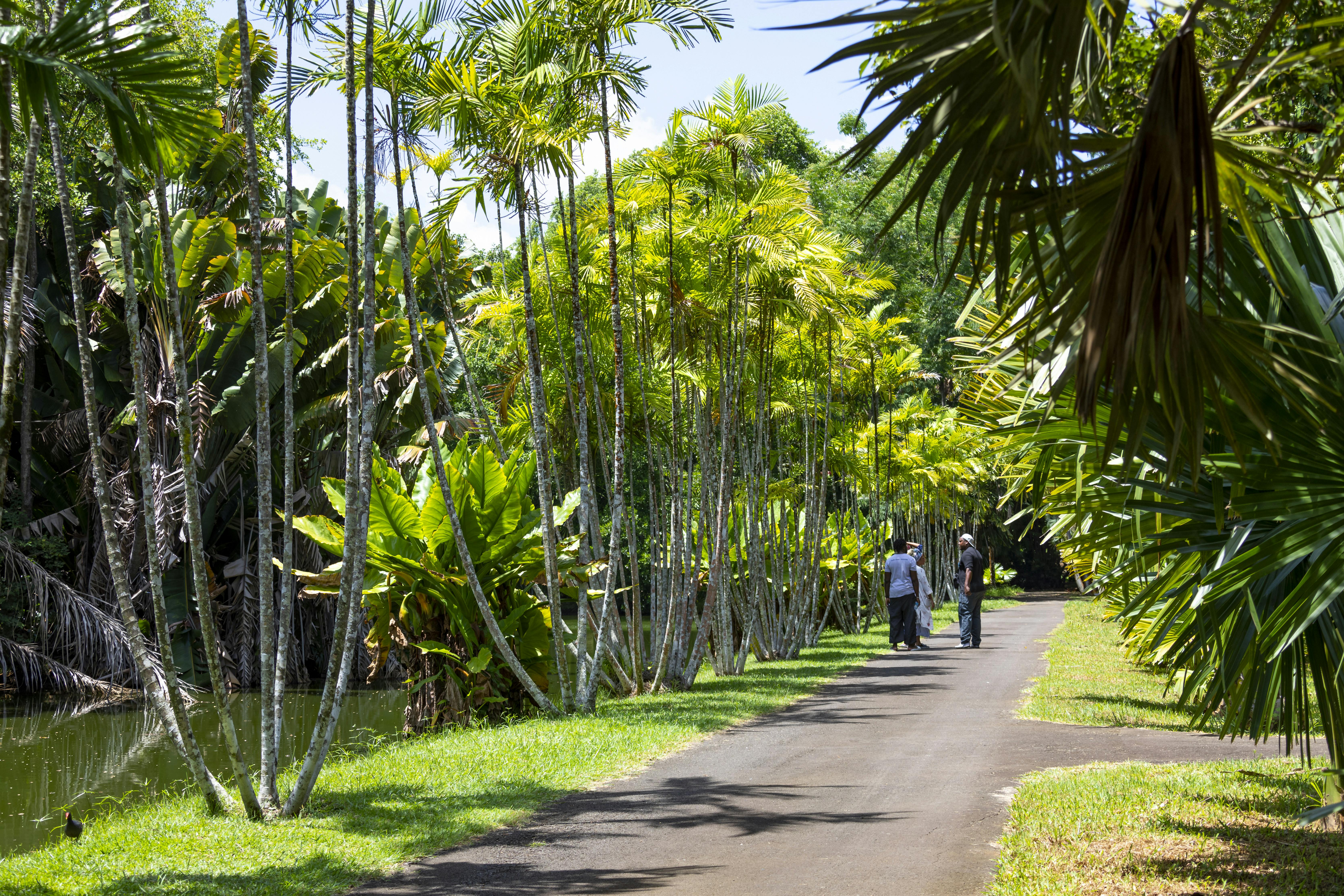 Mauritian Spices & Traditions Tour