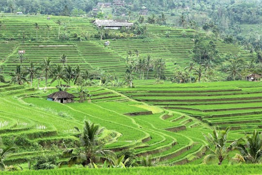 Excursão Jatiluwih e Bedugul