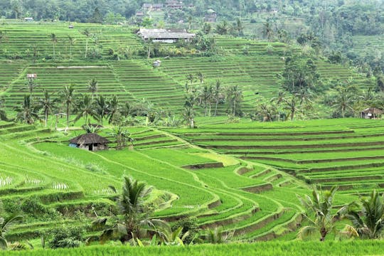 Full Day Jatiluwih and Batukaru temple guided tour