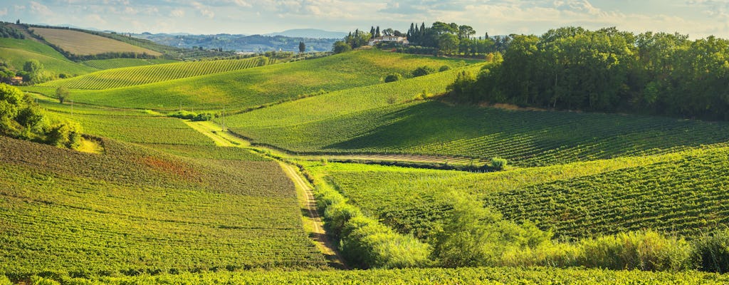 Small group Chianti wine and olive oil tour