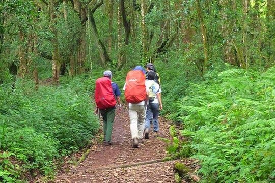 Dagwandeling op de Kilimanjaro