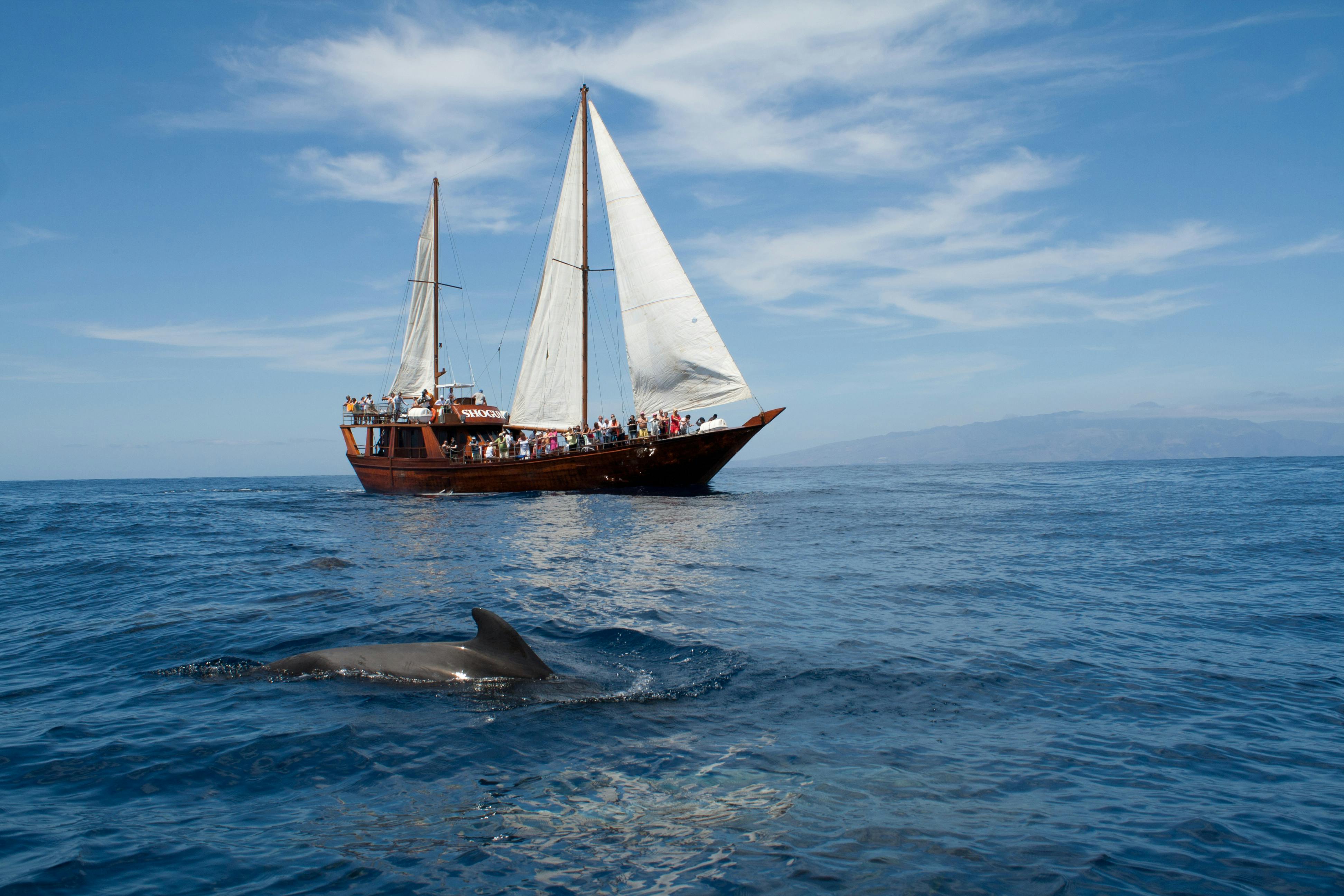 Excursion en bateau shogun aux falaises de Los Gigantes