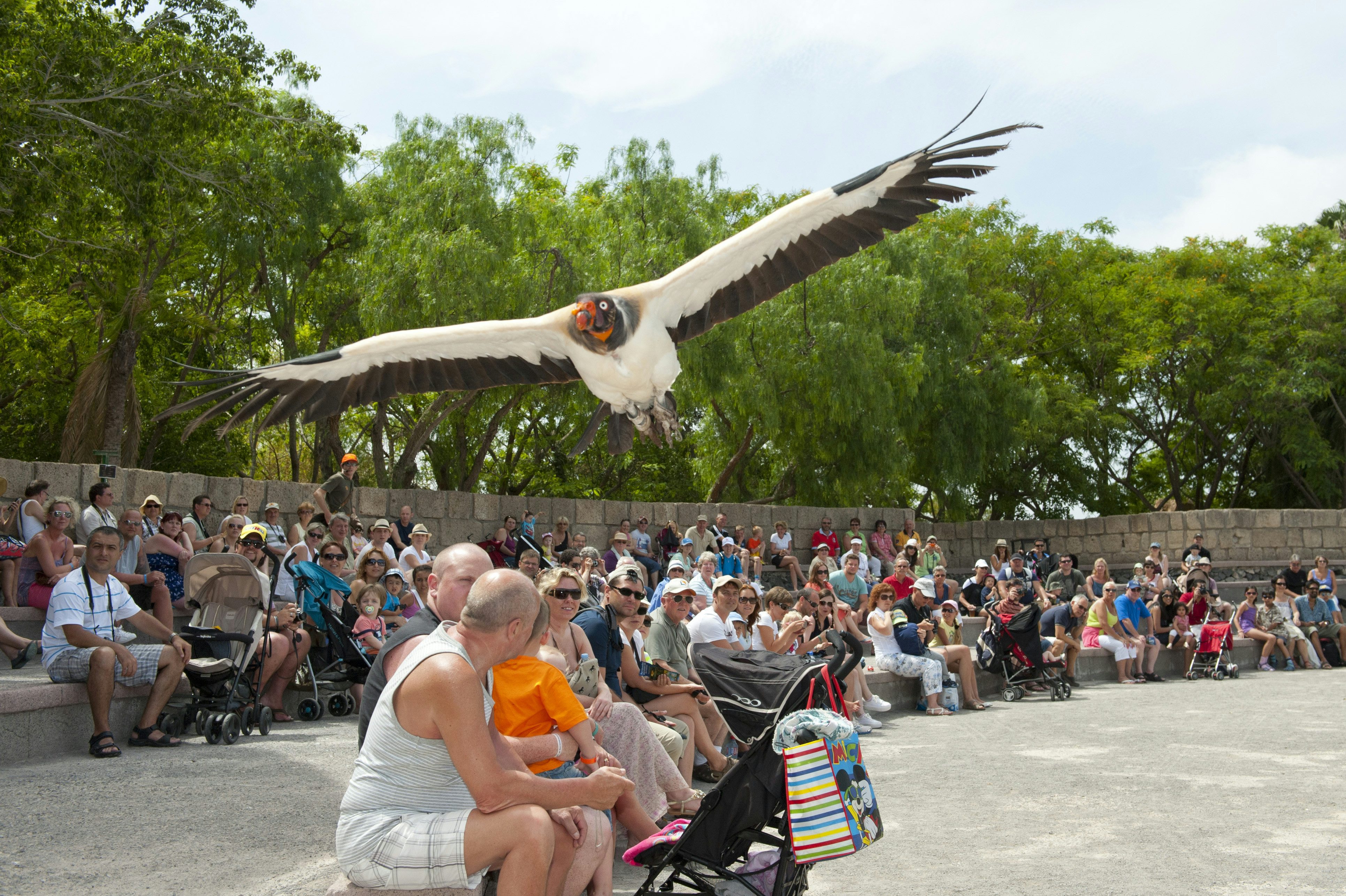 Джунгли орел фото Джунгли орел фото