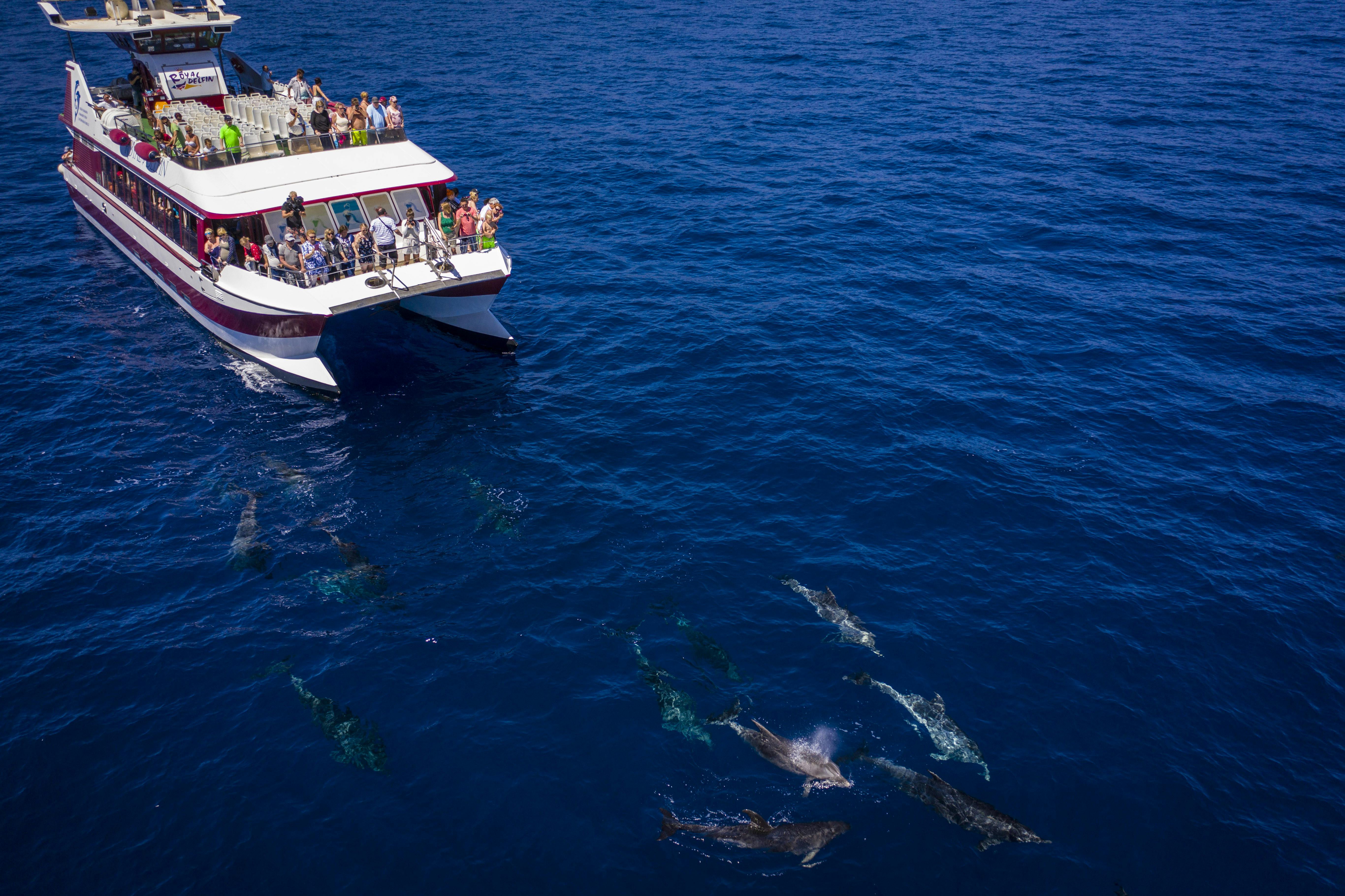 Whale & Dolphin Watching Cruise - Royal Delfín