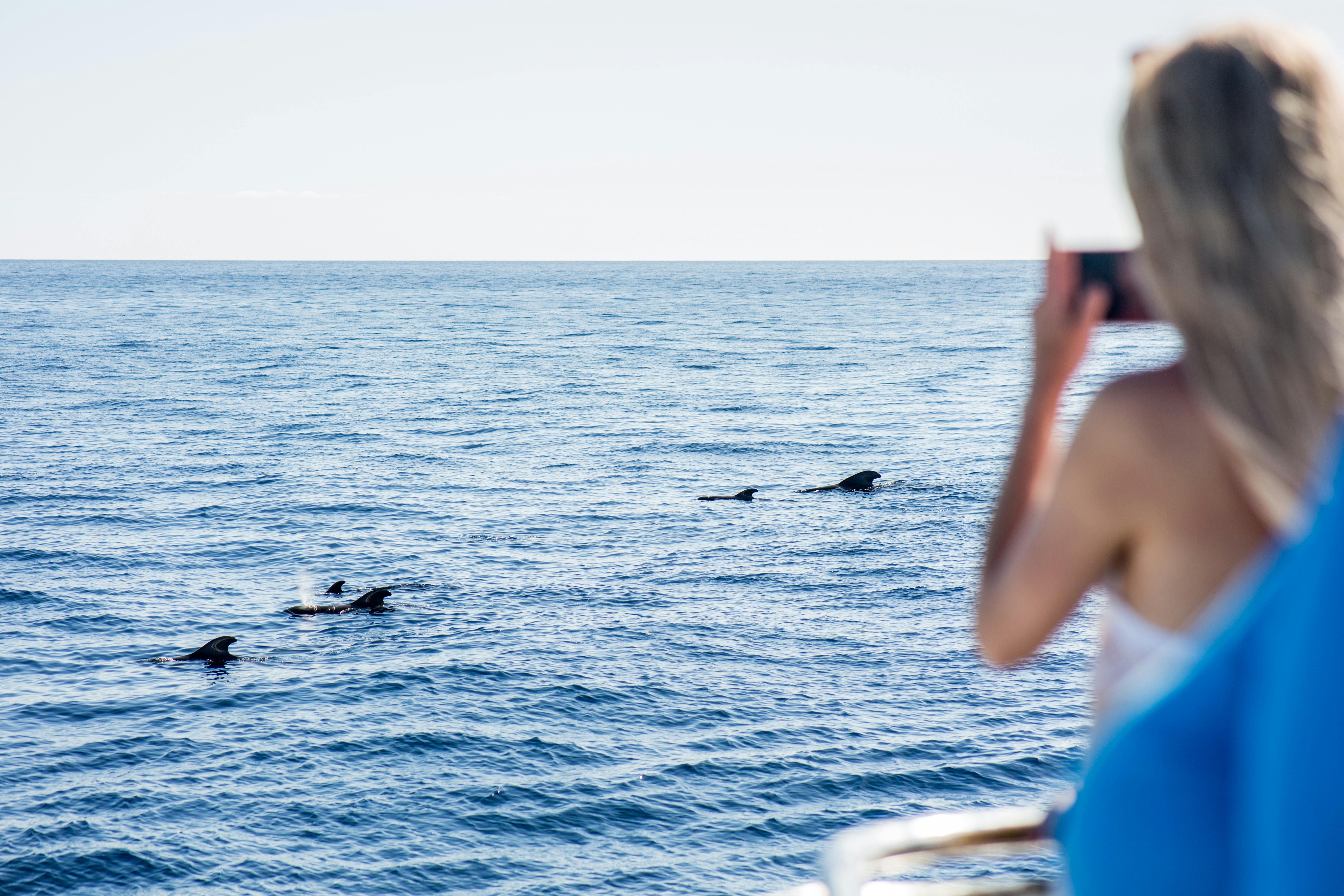 Whale & Dolphin Watching Cruise - Royal Delfín