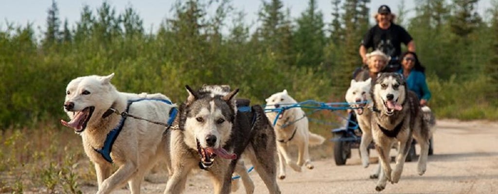 Abenteuerlicher Huskyritt