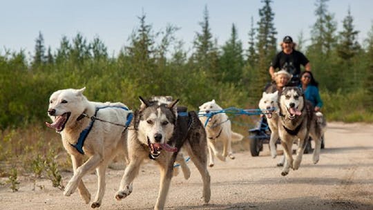 Avventura di giro in husky