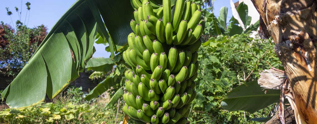 Finca Las Margaritas - Bananenplantage