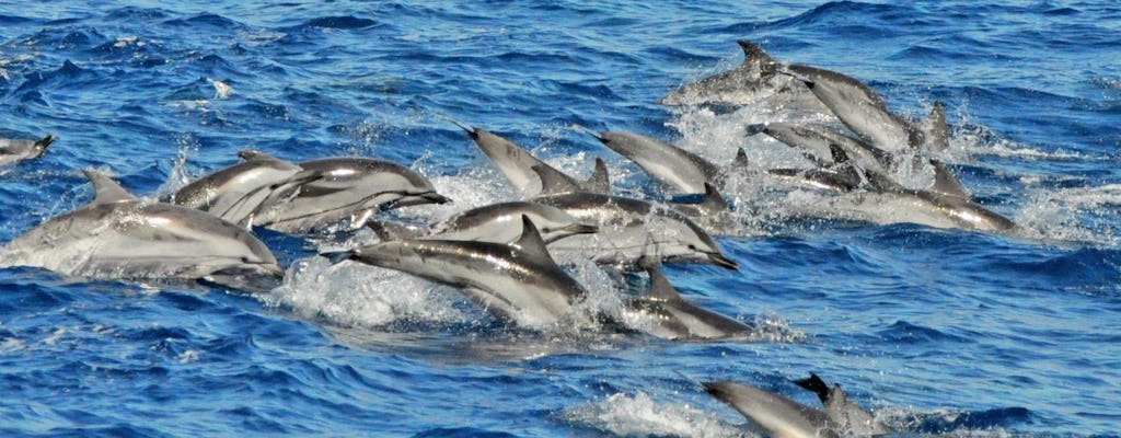 Obserwacja delfinów katamaranem