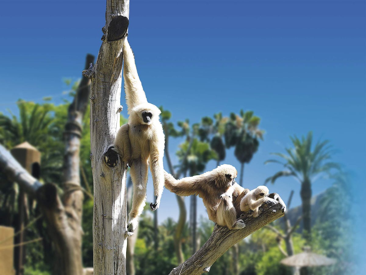 Palmitos Park