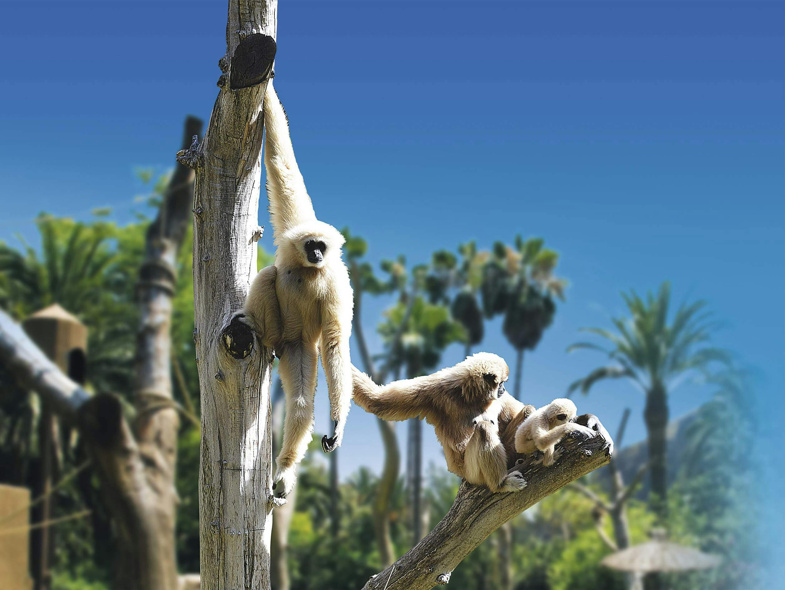 Aqualand & Palmitos TUI Package