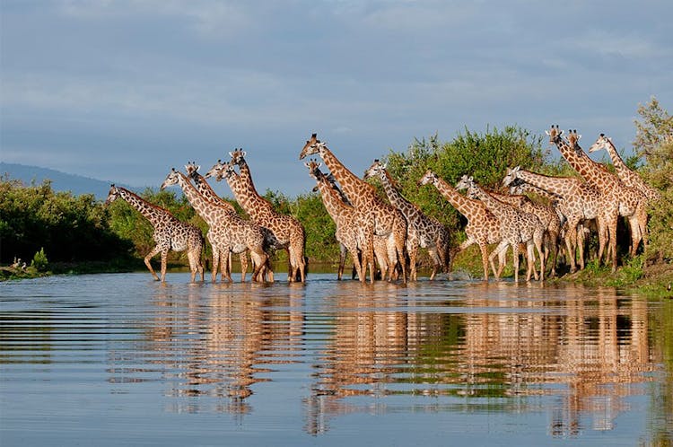 Selous Game Reserve 2-day superior safari