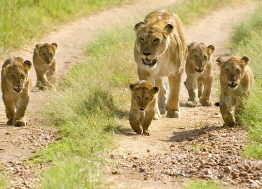 Mikumi National Park 2-tägige Safari