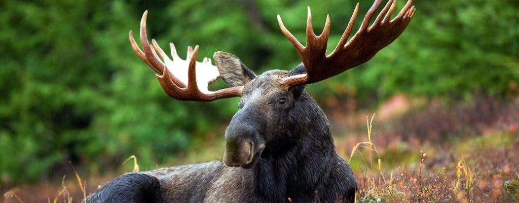 Moose safari adventure