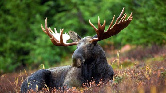 Moose safari adventure