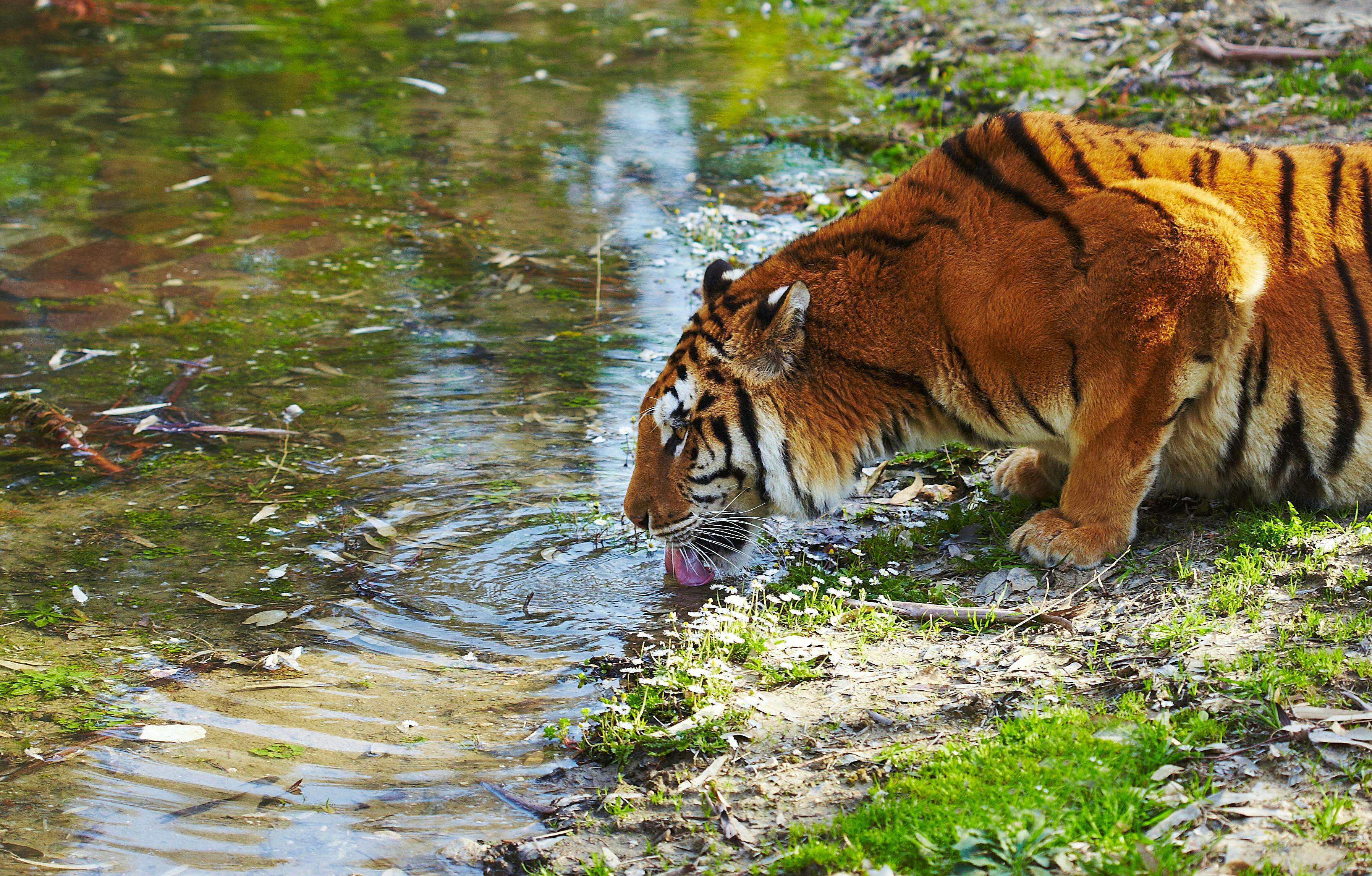 Sundarbans privétour van een hele dag