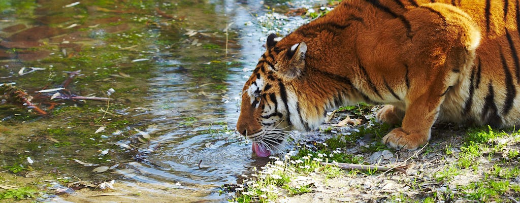 Tour privado de día completo a Sundarbans