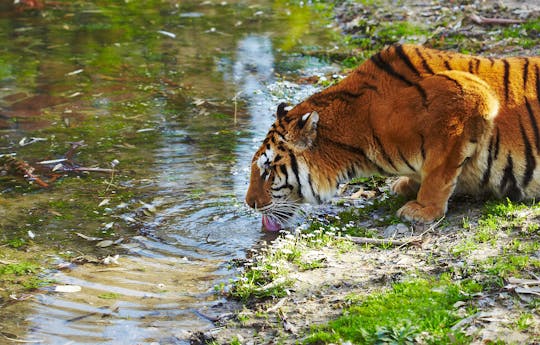 Full-day tour to Sundarbans