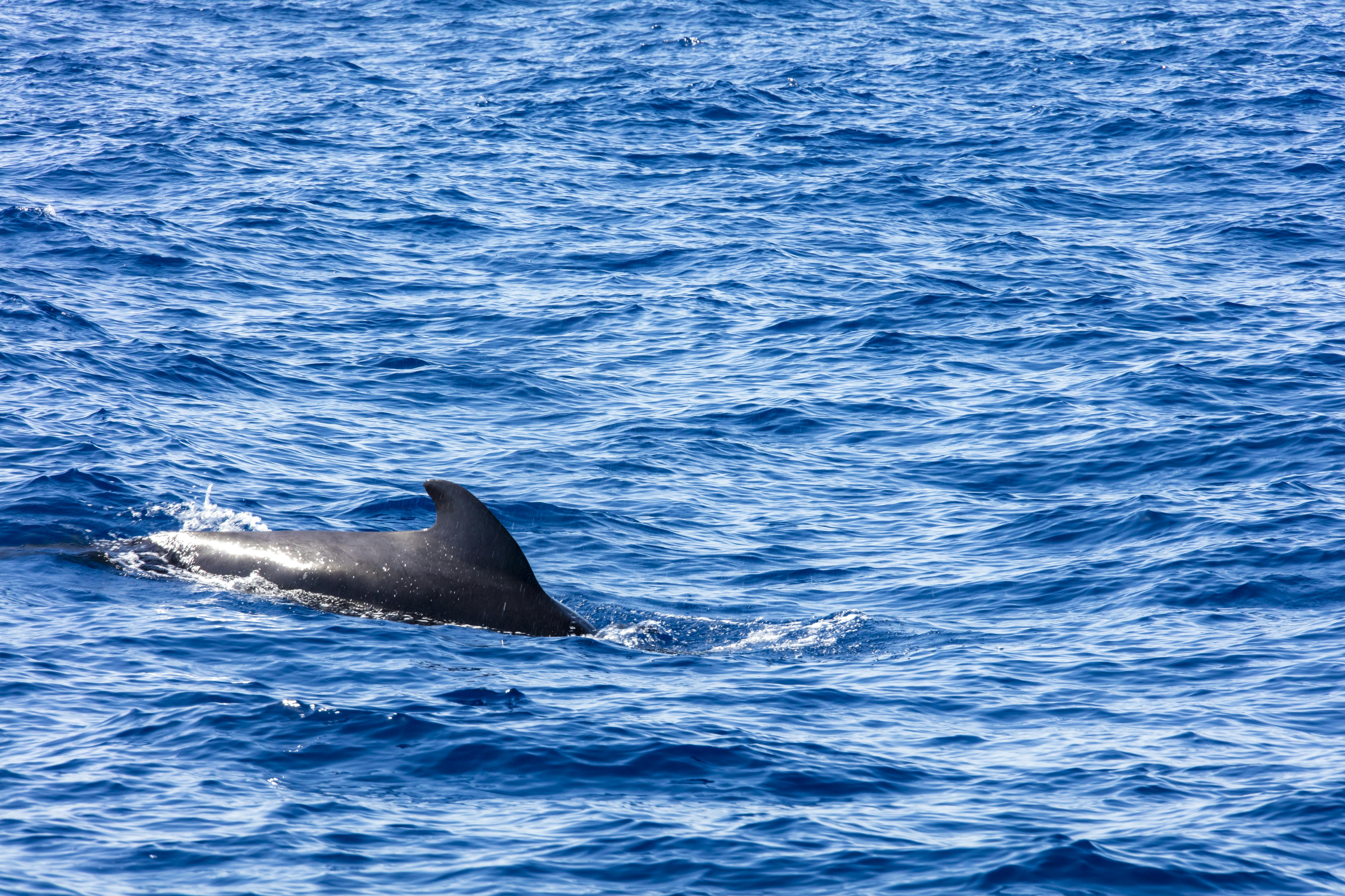 Tenerife Whale & Dolphin Catamaran - Freebird