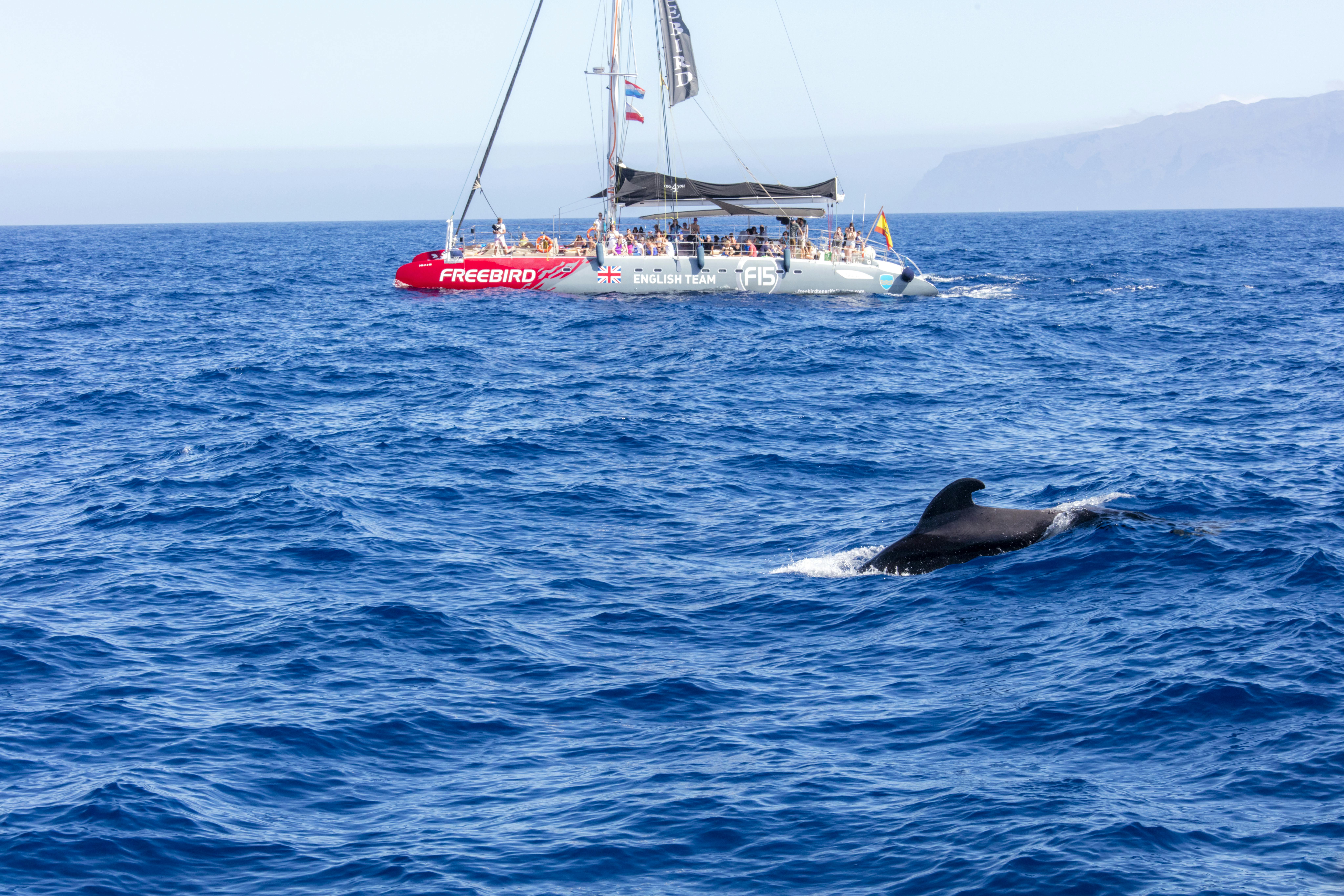 Tenerife Whale & Dolphin Catamaran - Freebird