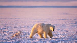 Ranua Wildlife Park: Excursões a partir de Rovaniemi