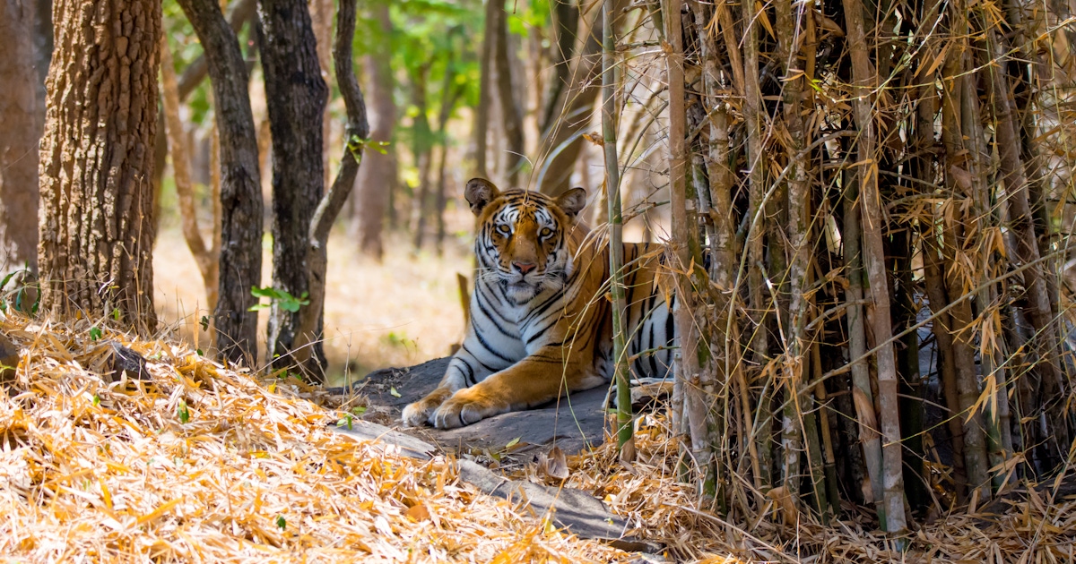 Full-day excursion to Bannerghatta National Park | musement