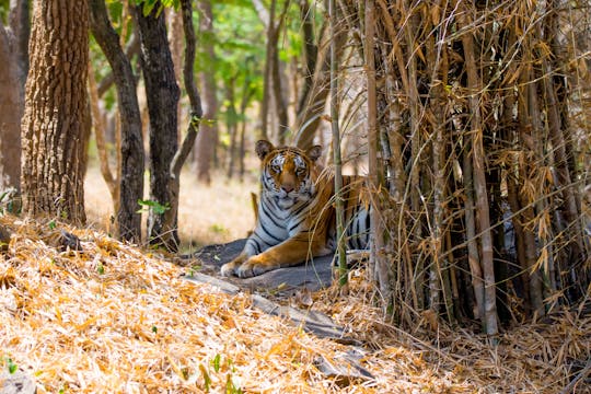 Escursione di un'intera giornata al Parco Nazionale Bannerghatta