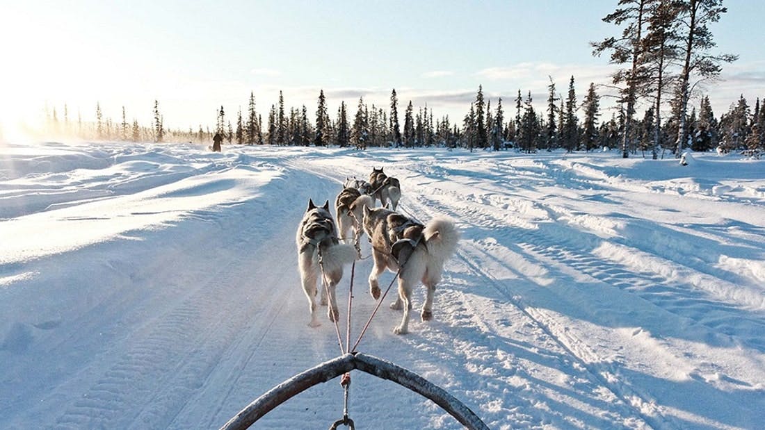 Aventure de 10 km en traîneau à chiens huskies