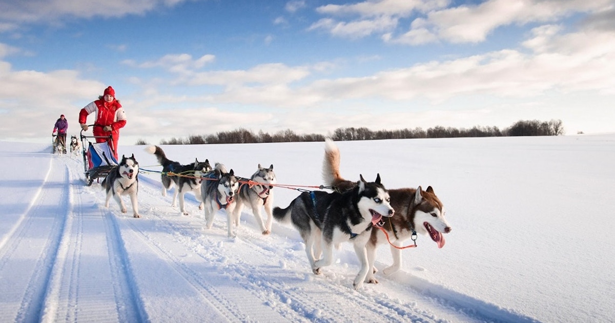 20km Husky sleigh ride adventure musement - Main Image