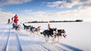 Hondensleetochten in Rovaniemi